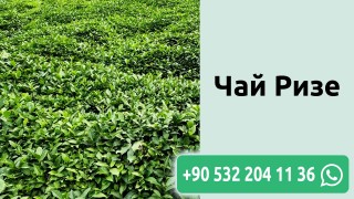 Чай Ризе
